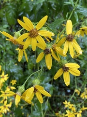 Senecio vagus