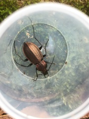 Carabus arvensis
