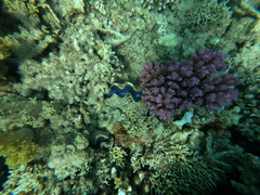 Tridacna maxima