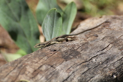 Phoenicolacerta laevis
