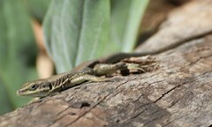 Phoenicolacerta laevis