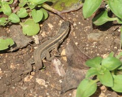 Ophisops elegans ehrenbergii