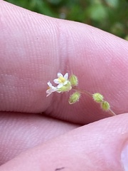 Myosotis australis