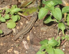 Ophisops elegans ehrenbergii