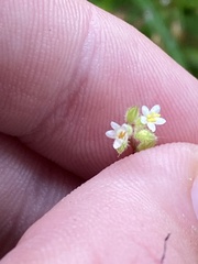 Myosotis australis
