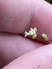 Myosotis australis