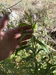 Symphyotrichum greatae