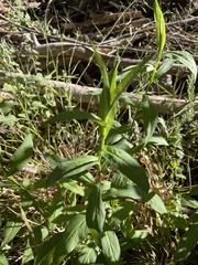 Symphyotrichum greatae