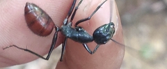 Dinomyrmex gigas