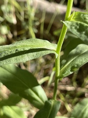 Symphyotrichum greatae