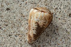 Conus pulcher