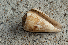 Conus pulcher