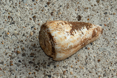 Conus pulcher