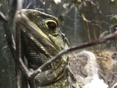 Rhynchocephalia