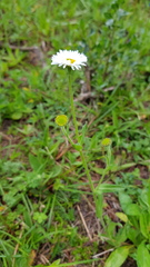 Erigeron longipes