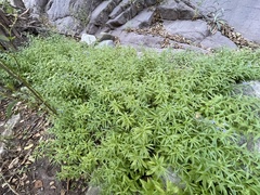 Palmerella debilis serrata