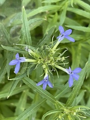 Palmerella debilis serrata