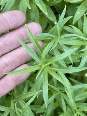 Palmerella debilis serrata