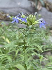 Palmerella debilis serrata