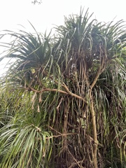 Pandanus tectorius