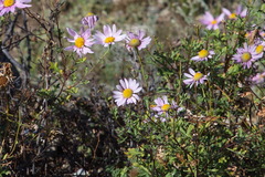 Chrysanthemum sinuatum