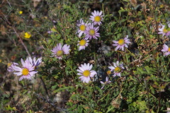 Chrysanthemum sinuatum