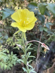 Oenothera elata