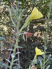 Oenothera elata