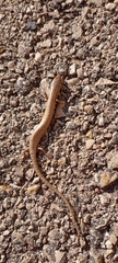 Chalcides ocellatus