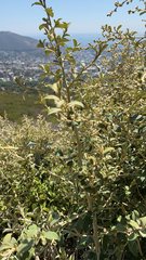 Tarchonanthus littoralis