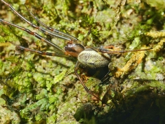 Tylorida ventralis