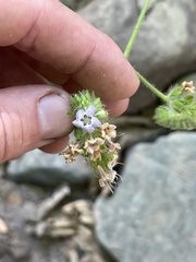 Phacelia ramosissima