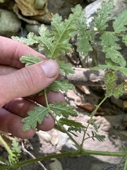 Phacelia ramosissima