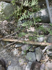 Phacelia ramosissima