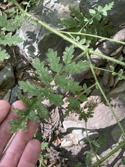Phacelia ramosissima