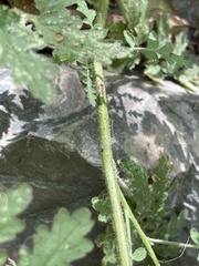 Phacelia ramosissima