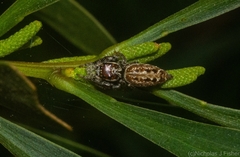 Opisthoncus serratofasciatus