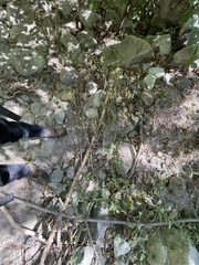 Phacelia ramosissima