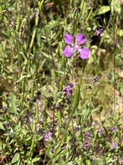 Clarkia
