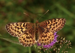 Boloria titania