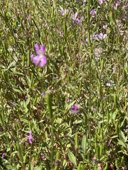 Clarkia