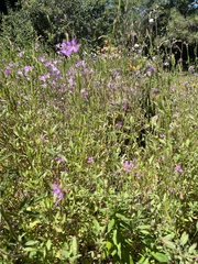 Clarkia