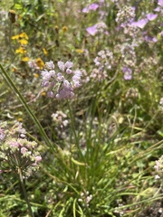 Allium cernuum