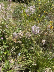 Allium cernuum