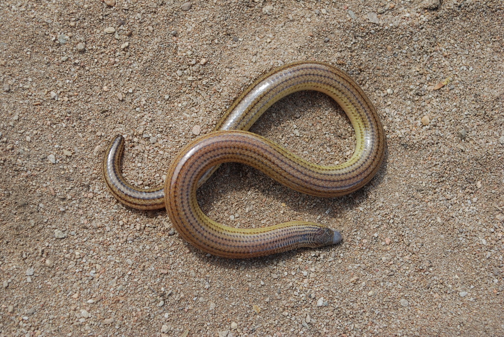 Eastern Cape Legless Skink