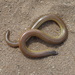 Acontias orientalis - Photo (c) snakeinmypocket, algunos derechos reservados (CC BY-NC), uploaded by snakeinmypocket