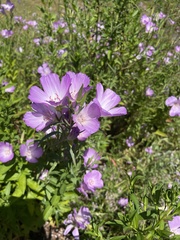 Clarkia
