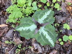 Trillium underwoodii