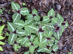 Trillium underwoodii