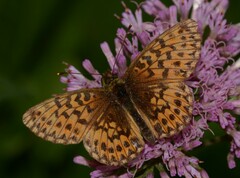 Boloria titania